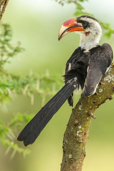 Africa-Tanzania-Tarangire National Park Von der Deckens hornbill bird close-up